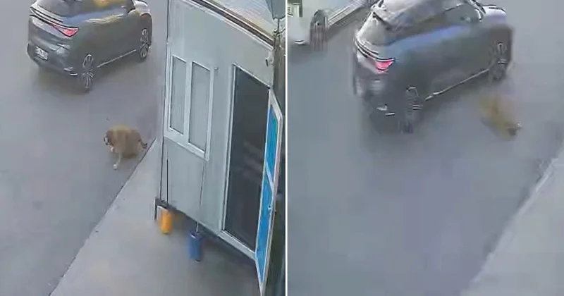 Afyonkarahisar da bir sürücü, sokak köpeğine çarpıp durmayarak yoluna devam etti