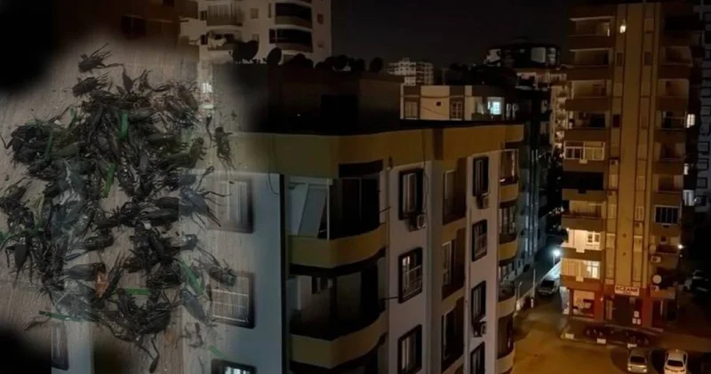 Sesleri Adanalıların gece kâbusu oldu Son dakika haberleri