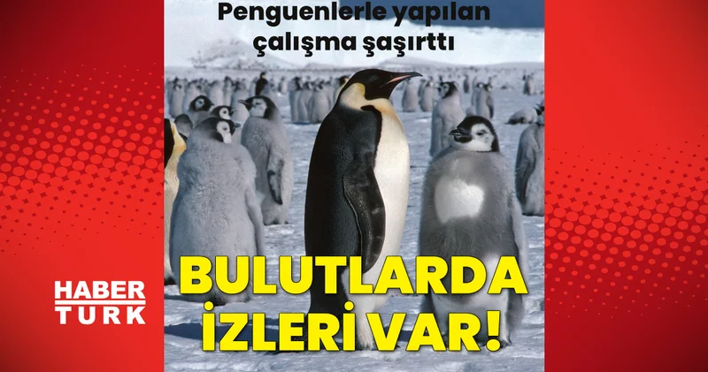 Penguenlerin dışkısı bulut oluşumuna yardım ediyor! Antarktika’daki şaşırtıcı bağlantı ortaya çıktı
