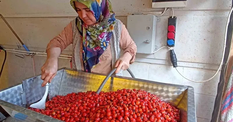 Günler süren işlem dakikalara indi: Kuşburnu marmeladı zamanı