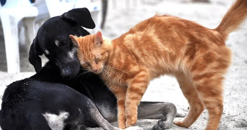 Sokaklarda yaşayan kedi ve köpekleri beslemek de yasaklandı! Bu resmen toplumun vicdanına müdahale Sözcü Gazetesi