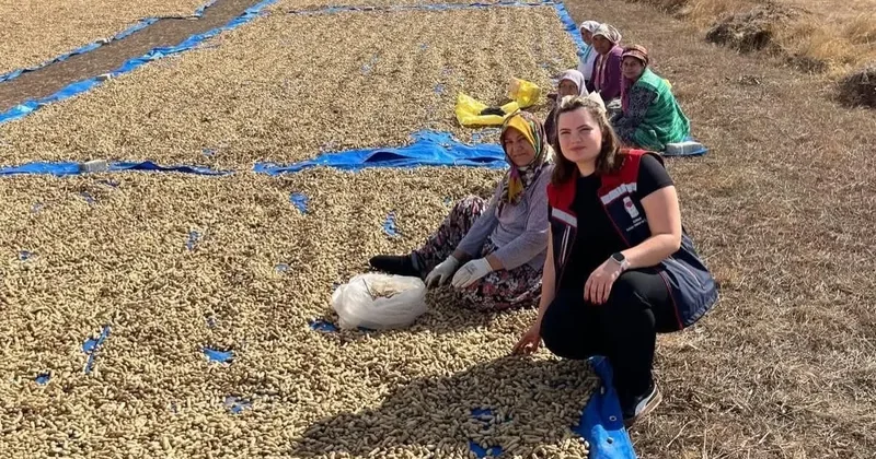 Meriç’te yer fıstığı hasadı başladı