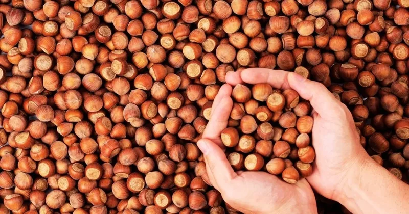 Fındıkta hasat sonrası büyük telaş! Yollara serildi... Üretici buraya göçe başladı