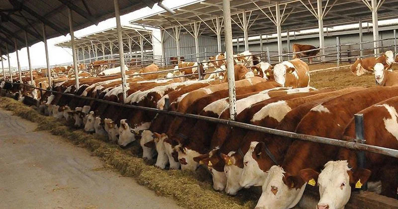 Gelecek yıl 480 bin baş erkek sığır ithal edilecek