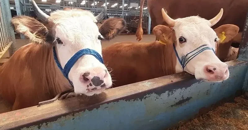 Aydın’da tüm hayvan pazarları tedbiren kapatıldı
