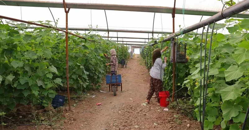 Kahramanmaraş’ta turşuluk ürünlerde hasat dönemi