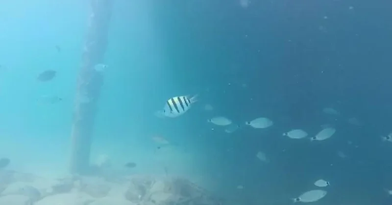 Antalya Körfezi nde istilacı türlerin popülasyonu artıyor