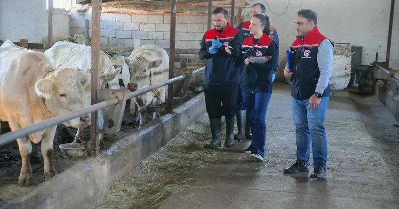 Kars ta şap hastalığına karşı yoğun aşılama seferberliği