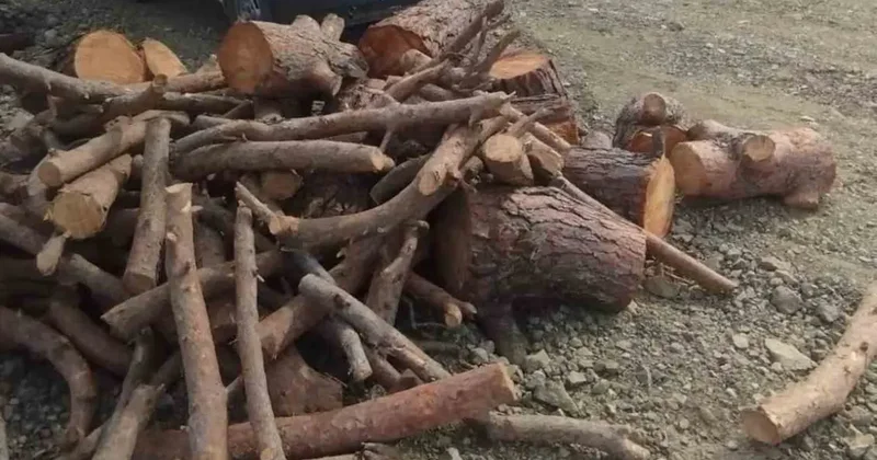Kahramanmaraş’ta kaçak orman emvali