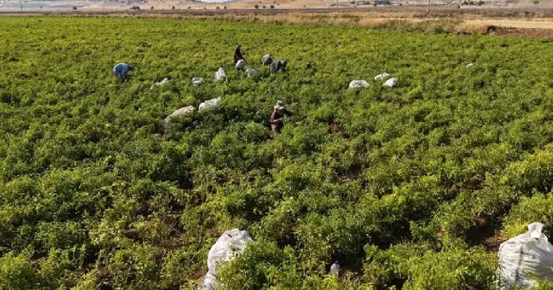 Hasat başladı dünyaya açılıyor: Coğrafi işaretli ürün 8 ülkeye ihraç ediliyor Sözcü Gazetesi