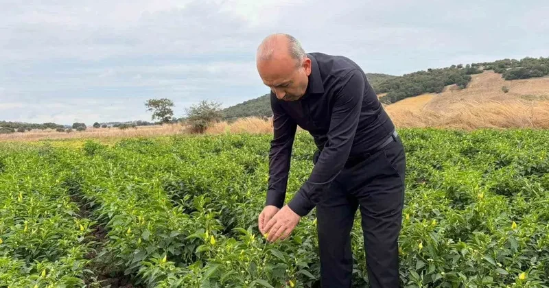 Karesi’de turşuluk biberiye hasadı sürüyor