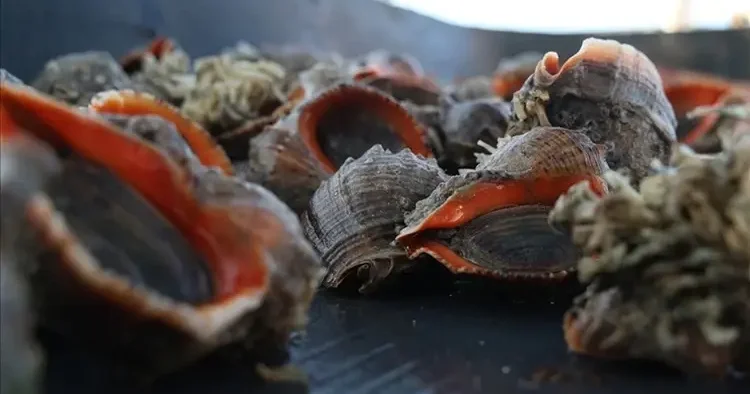 8 ülkeye 1017 ton satıldı! Milyonlarca dolar değerinde