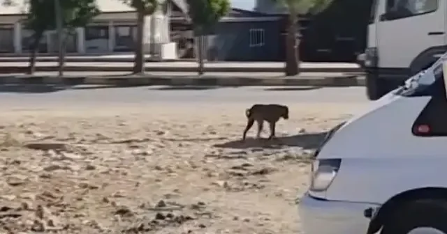 Sahipsiz köpek sürüsü tehlike saçtı: Çocuğu kovaladığı anlar kamerada VİDEO İZLE