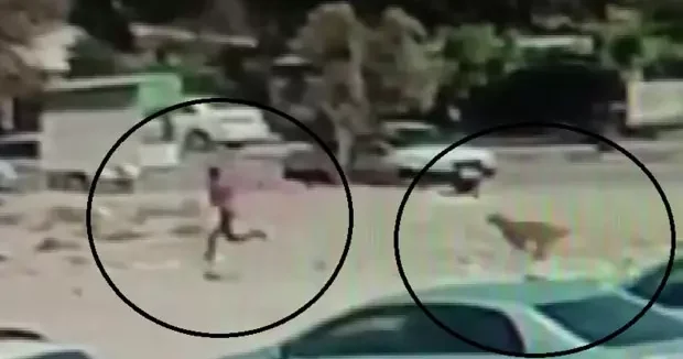 Hatay haberleri Hatay da korku dolu anlar: Başıboş köpek çocuğu kovaladı! 26 Ekim 2025