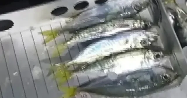 Yasa dışı avcılığa geçit yok: Bin 845 kilogram küçük boy istavrite el konuldu VİDEO İZLE