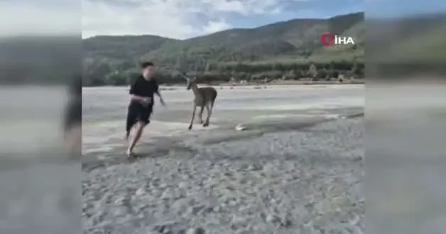 Salda Gölü’nün maskotu Kızıl Geyik vatandaşlarla vakit geçirdi