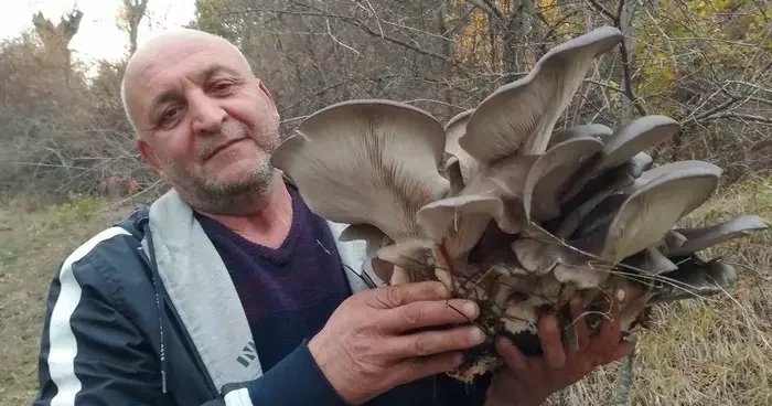 Kanlıca mantarı vatandaşların ilgi odağı oldu