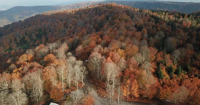 Kuzuyayla Tabiat Parkı nda sonbahar güzelliği Kocaeli Haberleri