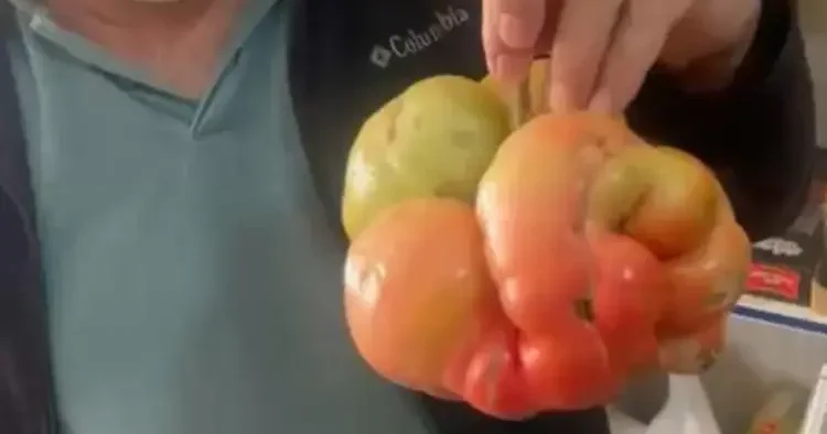Yerli tohumun gücü şaşırttı! Tam 1 kilo 400 gram