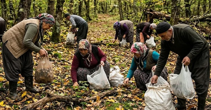 Dağlardan bedava toplayıp kilosunu 1200 liraya satıyorlar: Köylünün yeni geçim kaynağı Sözcü Gazetesi