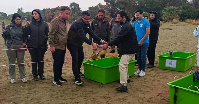 Tedavileri tamamlanan 4 caretta caretta denize bırakıldı İzmir Haberleri Habertürk Yerel Haberler