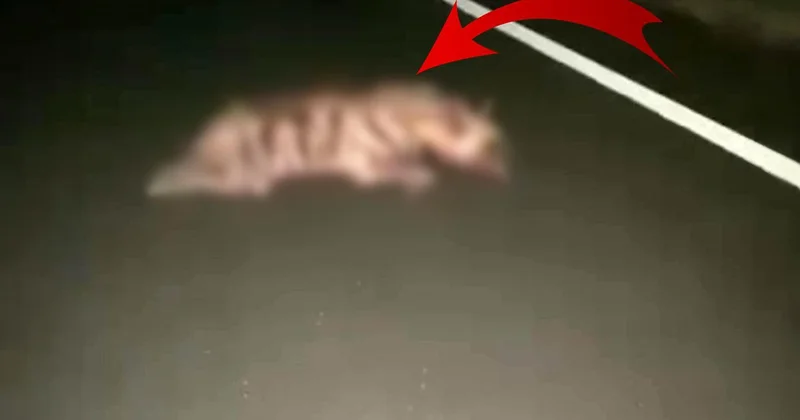 Adıyaman Kahta da çizgili sırtlan araç çarpmasıyla öldü, sürücünün durmadığı söylendi