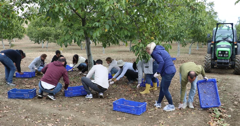 Her ağacından 35 kiloya kadar ürün alınıyor: Hasat başladı Sözcü Gazetesi