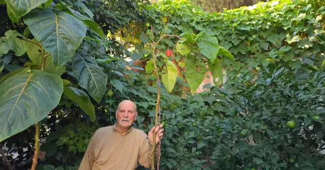 Olmaz denileni yaptı: Bahçesinde avokadodan tamarilloya kadar 100 çeşit subtropikal meyve ve sebze üretiyor Samsun Haberleri Habertürk Yerel Haberler
