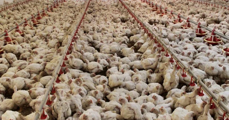 ABD de kuş gribi alarmı: 1 milyon tavuk itlaf edildi
