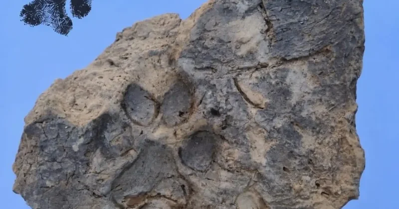 Höyük te 4 bin yıllık pati izi bulundu