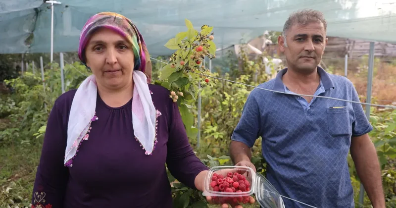 “Ben bu işi yaparım” dedi, başardı! İlçede ilk kez ektiği meyvenin kilosu 500 lira