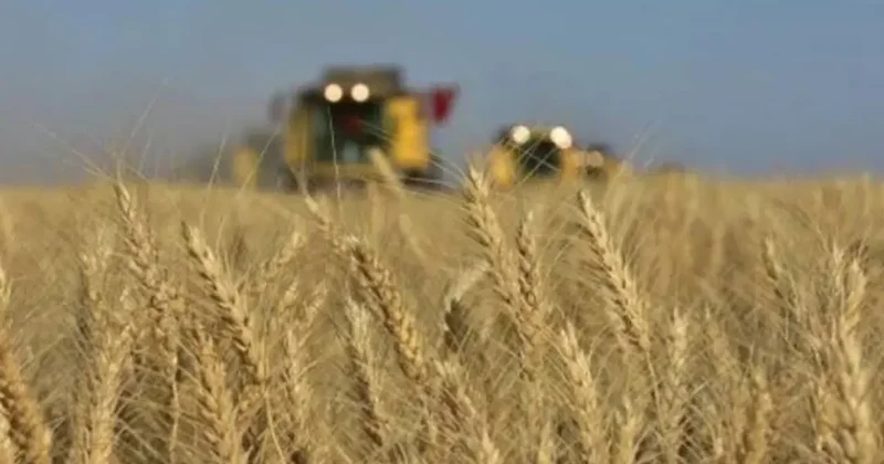 TİGEM 2 bin 906 ton mahsul buğday satacak
