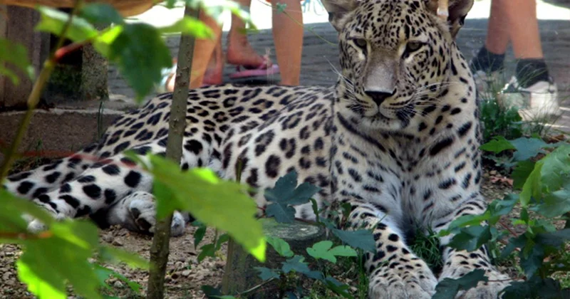 25 yıllık hayvan bakıcısı leoparın saldırısına uğradı! Telsizden yardım çığlıkları yükseldi