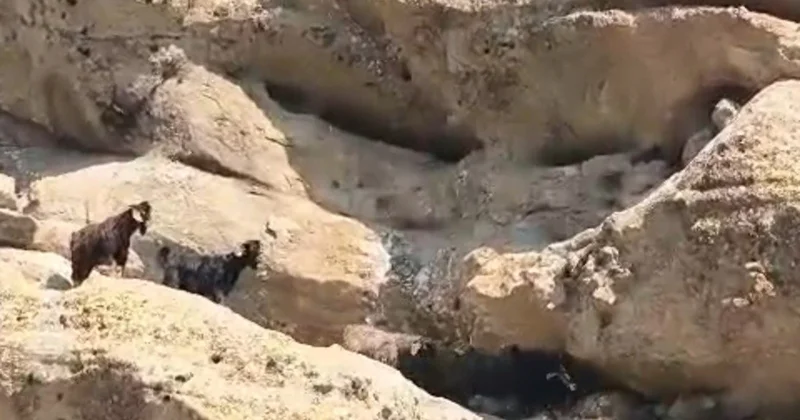 Tunceli de 70 metre yüksekte mahsur kalan keçiler sahibine teslim edildi