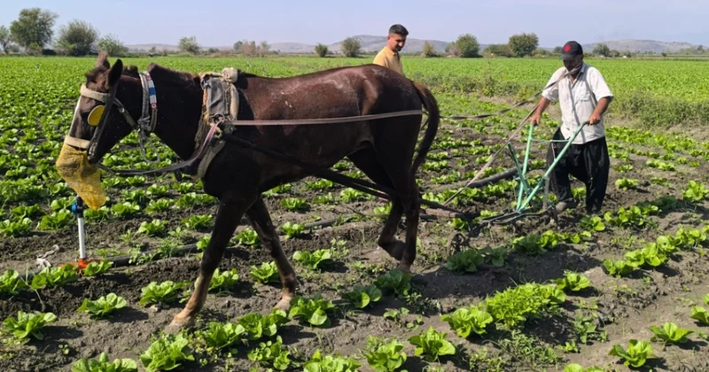 Tarımda Orta Çağ’a geri döndük Sözcü Gazetesi