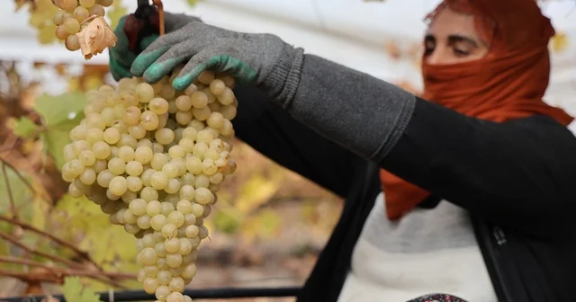 Elazığ da donun vurduğu üzümde rekolte yüzde 80 düştü Elazığ ın en Hoş hasadında, tatsız mahsul Elazığ Haberleri