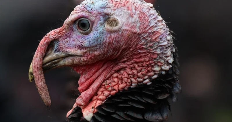 ABD de Şükran Günü hırsızlığı: Yüzlerce hindi çalındı