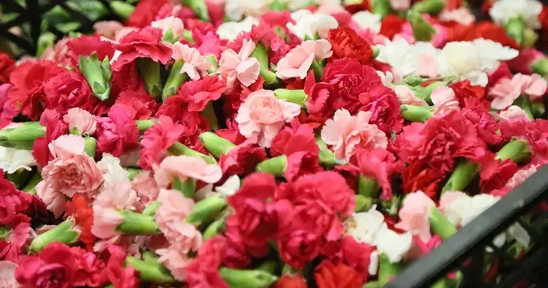 Sirtakide tabak kırmanın yerini alan Türk karanfilinden 3 milyon dolarlık gelir