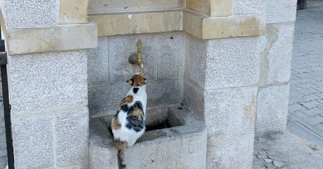 Kemaliye nin sevimli kedisi Tekir çeşme başı müdavimi oldu Erzincan Haberleri