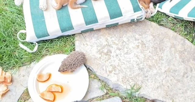 Kedi ve kirpilerin süt kardeşliği Kocaeli Haberleri