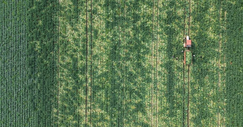 Gürcistan ve Rusya sıraya girdi: Tarlada 5 lira olan ürün kapış kapış satılıyor Sözcü Gazetesi