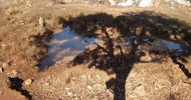 Fotokapanla yaban domuzunun çamur banyosu ve kurdun av peşindeki anı kaydedildi Fotoğraf tutkunu doğaseverden Anadolu doğasında belgesel tadında görüntüler Konya Haberleri