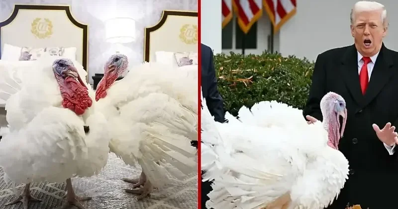 ABD Başkanı Trump iki hindiyi affetti Amerika Haberleri