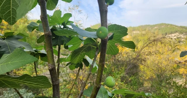 Mevsimi şaşıran incir ağaçları meyve verdi Osmaniye Haberleri
