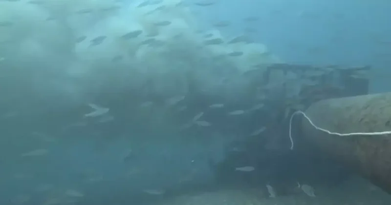 Çanakkale de boğaza dökülen atık su ile karşılaşan dalgıç, o anları su altı kamerasıyla kaydetti