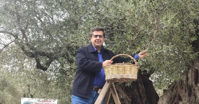 Dünya zeytin ağacı günü Manisa da buruk geçti Manisa Haberleri