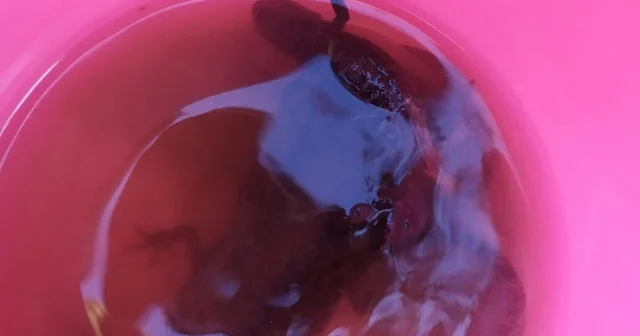 Su çektiği kuyudan semenderler çıktı Denizli Haberleri