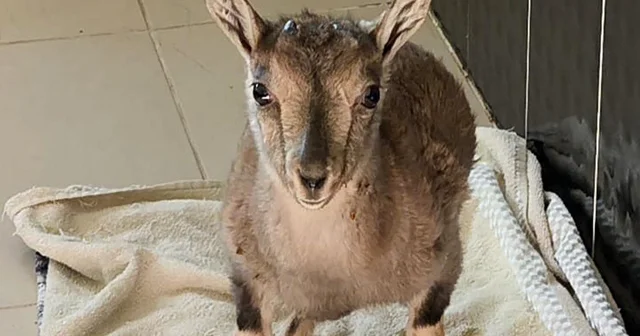 Kars taki merkezde 4 bin 500 yaban hayvanı tedavi edildi Erzincan Haberleri