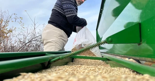 Çiftçilerin ekim mesaisi başladı, 12 bin yıllık siyez toprakla buluştu Kastamonu Haberleri