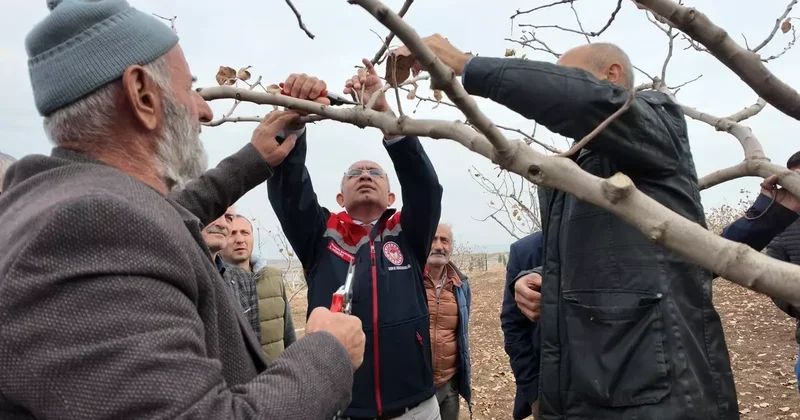 Siirt te fıstık üreticilerine teorik ve pratik ‘budama ile ‘gübreleme eğitimi